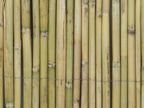 spanish cane